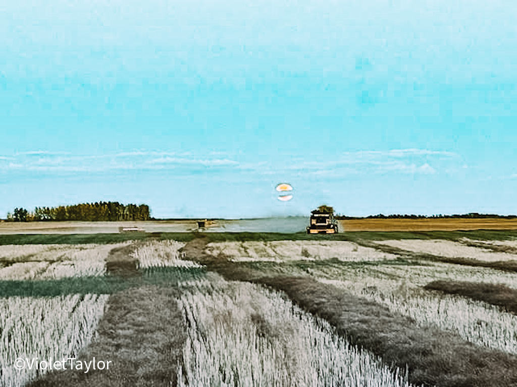 A New Holland combine bringing in a canola crop on a Saskatchewan farm before dusk.