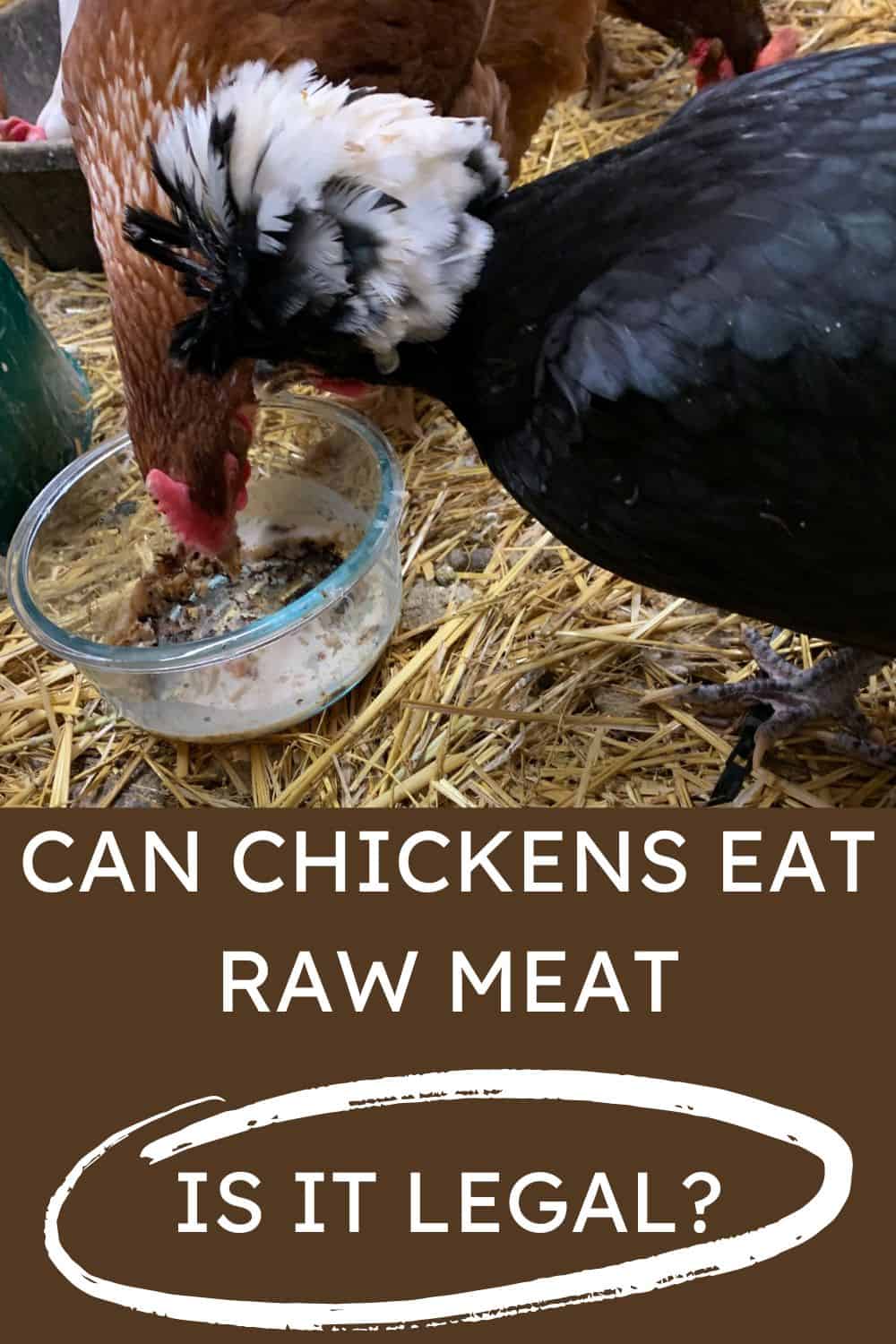 Is it safe to feed raw meat to chickens? Is it legal? Simply Restored