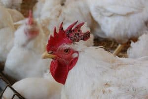 PALE COMB in chickens- causes, treatment, prevention - Simply Restored