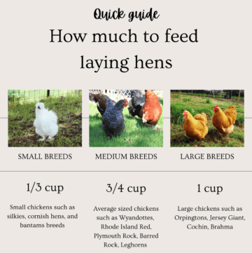 How many cups of feed: chicks, layers, broilers - Simply Restored