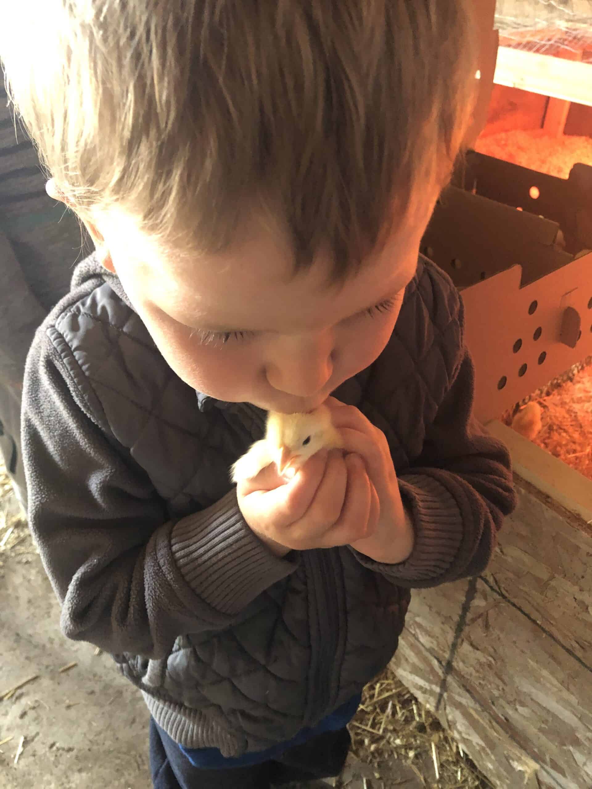 Little boy kissing the head of a fluffy yellow Cornish cross chick