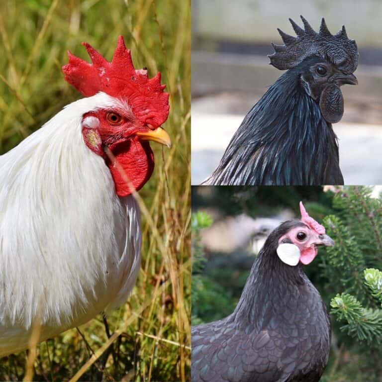 PALE COMB in chickens- causes, treatment, prevention - Simply Restored