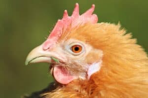 PALE COMB in chickens- causes, treatment, prevention - Simply Restored