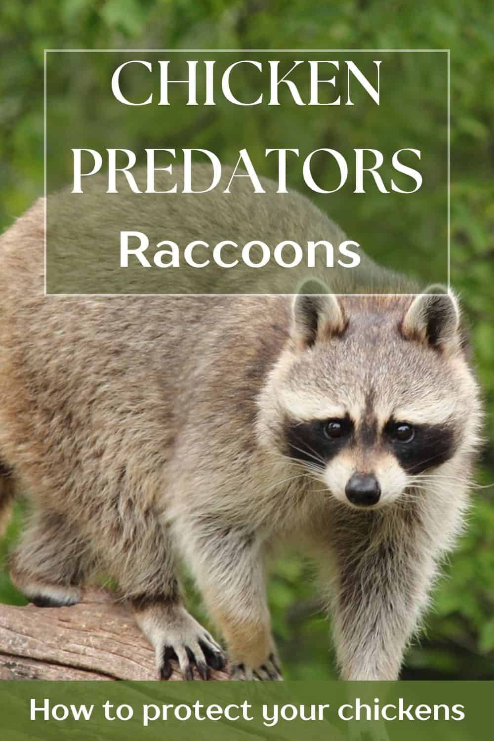Raccoon attack! 30 tips to protect your chickens - Simply Restored