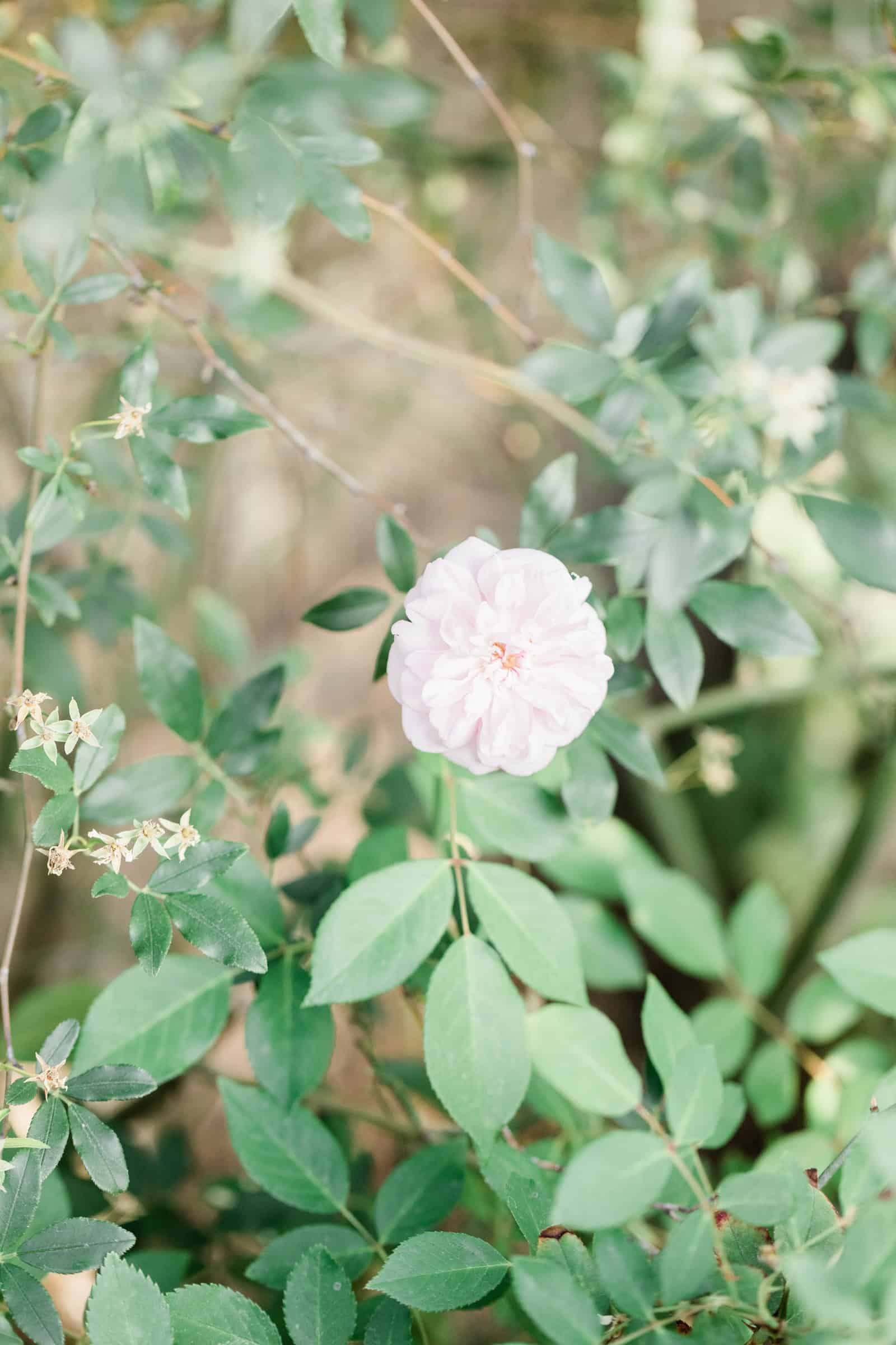 soft pink rose and foliage